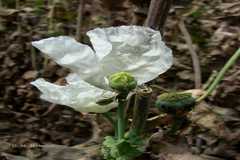 Papaver somniferum